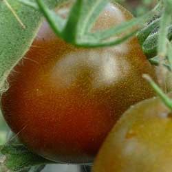 Tomaten